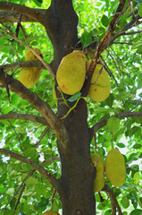 Jackfruits hanging on tree.