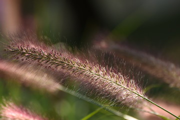 Obraz premium Flowers of weed grass in the wind