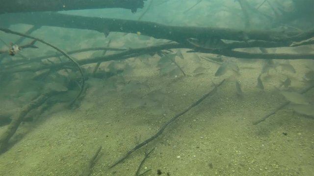 underwater footage of large School Of Fish Abramis bjoerkna and big perch. Group of white fishes swimming in the flooded trees. Lake habitat.