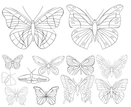 set of butterflies sketch