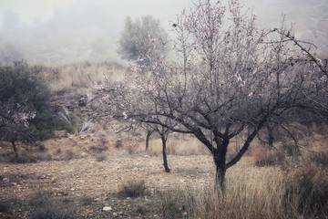 tree in fog