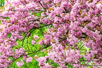 Fototapeta premium Flowering sakura. Spring trees in garden. Sakura flowers on the background of green leaves.