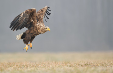 White tailed eagle (Haliaeetus albicilla)
