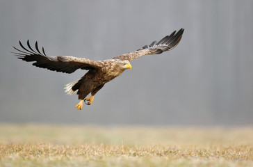 White tailed eagle (Haliaeetus albicilla)