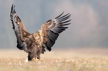 White tailed eagle (Haliaeetus albicilla)