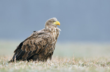 White tailed eagle (Haliaeetus albicilla)