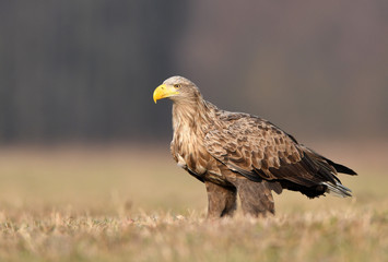 White tailed eagle (Haliaeetus albicilla)