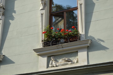 window with flowers