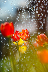 Brightly red tulips close-up in the rain against the background of falling large rain drops.