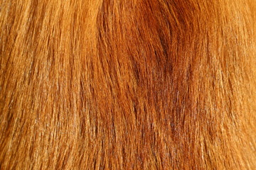 Fox fur texture, natural long hairs. Close-up of ginger fox fur for background