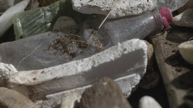 Styrofoam sandwich meal with a side dish of driftwood