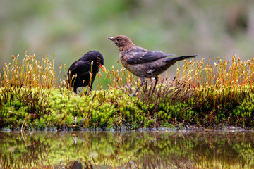 male common blackbird with a juvenile in the forest in the netherlands