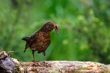 female common blackbird collecting food for het chick in the forest in the netherlands