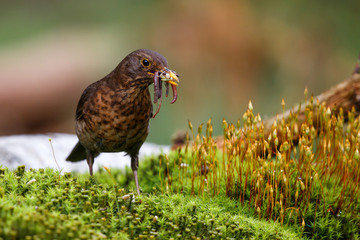 female common blackbird collecting food for het chick in the forest in the netherlands