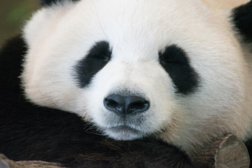 Obraz premium カメラポーズをするパンダ