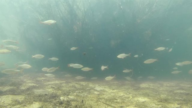 Underwater footage of large School Of Fish Roach (Rutilus rutilus). Group of white fishes swimming in the flooded trees. Lake habitat.