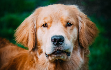 Obraz premium portrait of golden retriever