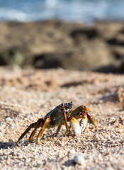 crab on beach
