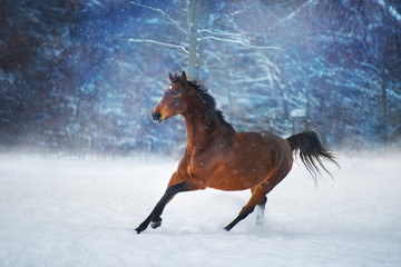 Fototapeta na wymiar Bay horse with long mane run fast in winter snow day