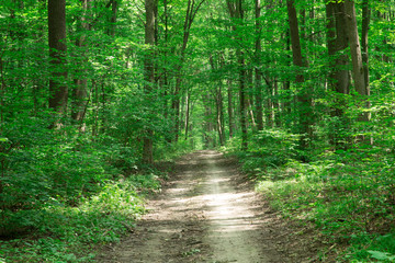 Fototapeta premium Drzewa leśne. natura zielone światło słoneczne drewna tła