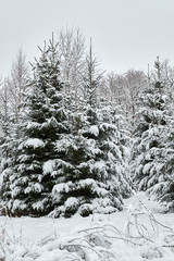 Christmas trees are beautifully snowy snow.