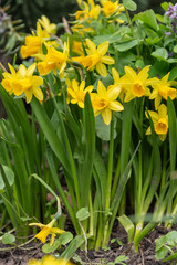 Bunch of yellow daffodils  in spring