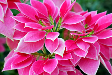 Fototapeta premium Beautiful Pink and White Poinsettias 
