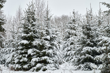 Christmas trees are beautifully snowy snow.