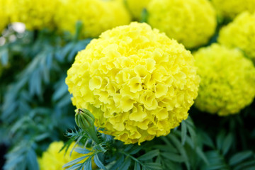 Bright Blooming Marigold Flowers
