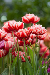 Red and white colored Tulips in the garden. Spring flowers