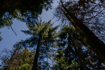 Baumkronen von unten Wald, Sequoia Park, Kalifornien, USA