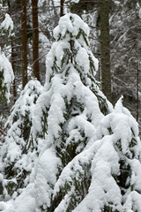 Fototapeta na wymiar Christmas trees are beautifully snowy snow.