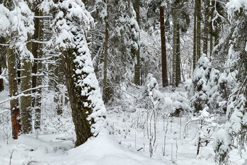 Fototapeta premium Beautiful snow-covered trees in the forest.