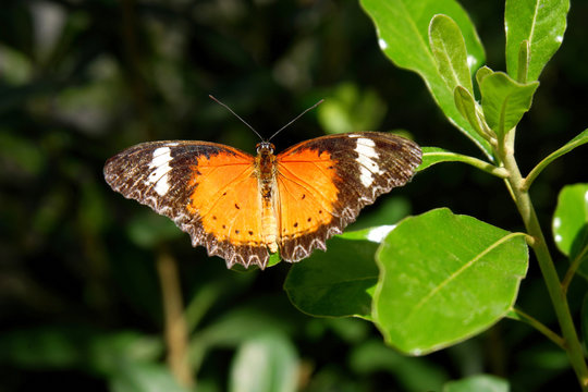 Beautiful Orange Monarch Butterfly Perching on the Green Leaf