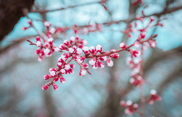 Background of red buds on the trees at spring,seasonal floral nature background.