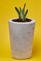 Close up of tiny succulents in DIY concrete pots. the concept of home comfort