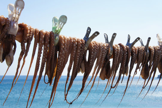 Polpi