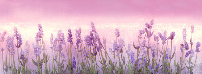 Lavendel, Panorama