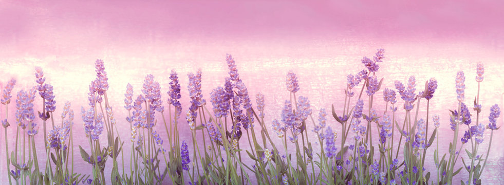 Fototapeta Lavendel, Panorama