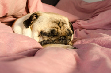 small cute dog breed pug sleeping in master's bed