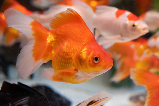 金魚の琉金　"Ryukin", the variety of goldfish