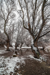 Fototapeta premium Danube island (Šodroš) near Novi Sad, Serbia. Trees covered with snow