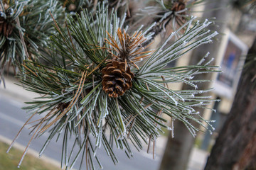 Naklejka na ściany i meble Winter in a city - frozen pine branch in a city park