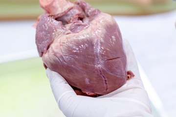 Concept of Education anatomy and physiology of heart in laboratory.