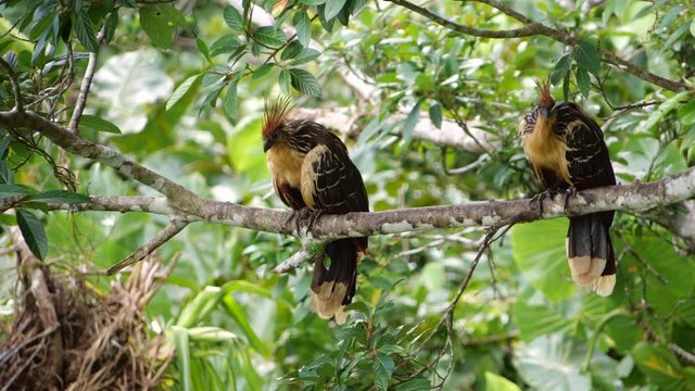 Hoatzins (Opisthocomus hoazin) resting on a branch at the edge of Limoncocha lagoon in the Ecuadorian Amazon