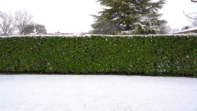 la siepe innevata