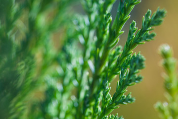 Macro photo of green branches of Juniper evergreen shrub plant with brown background