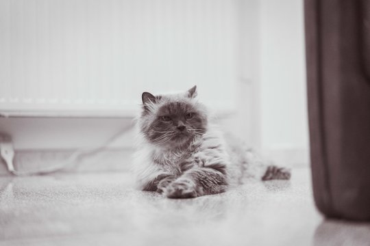 Grumpy Pumpy