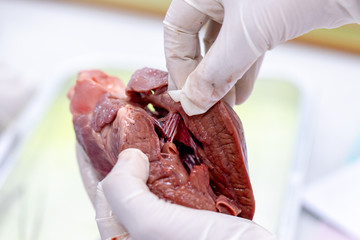 Concept of Education anatomy and physiology of heart in laboratory.