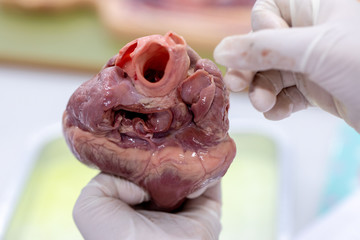 Concept of Education anatomy and physiology of heart in laboratory.